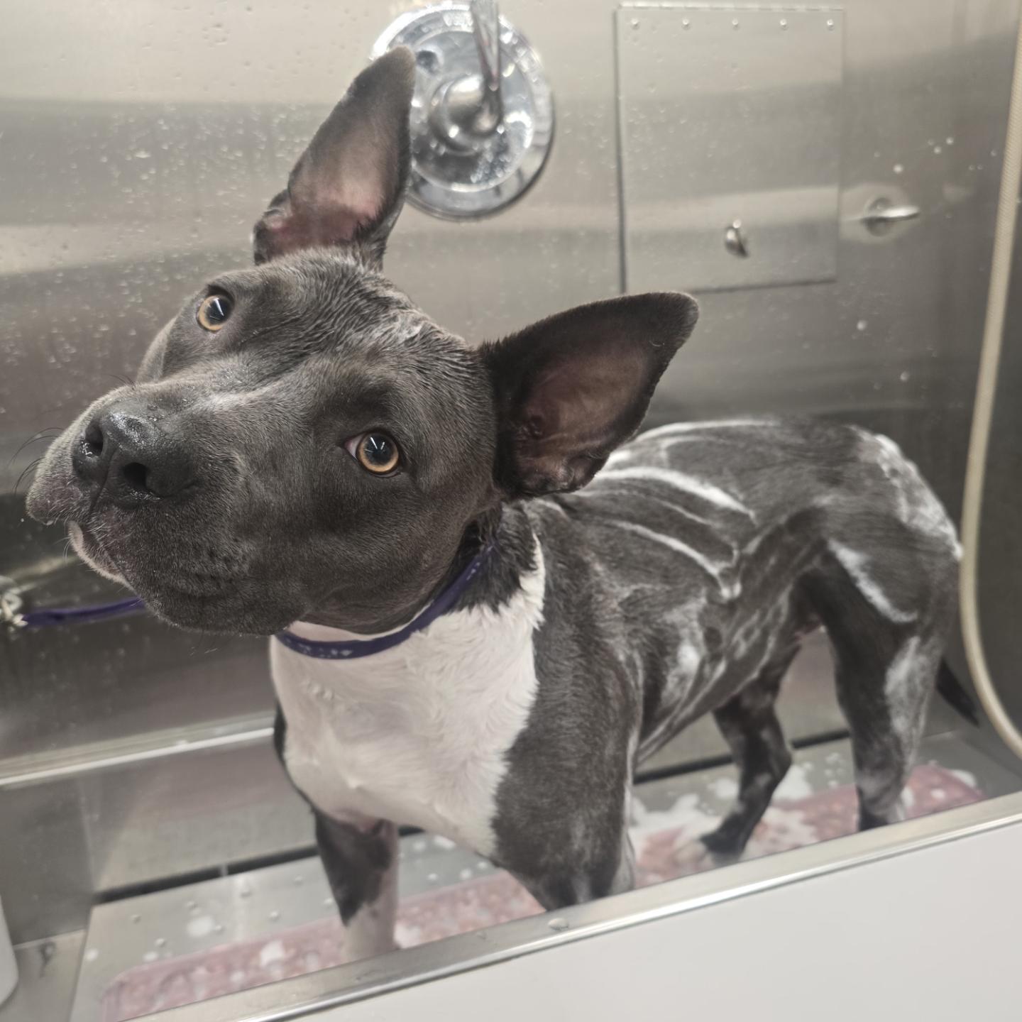 Dog enjoying a warm bath