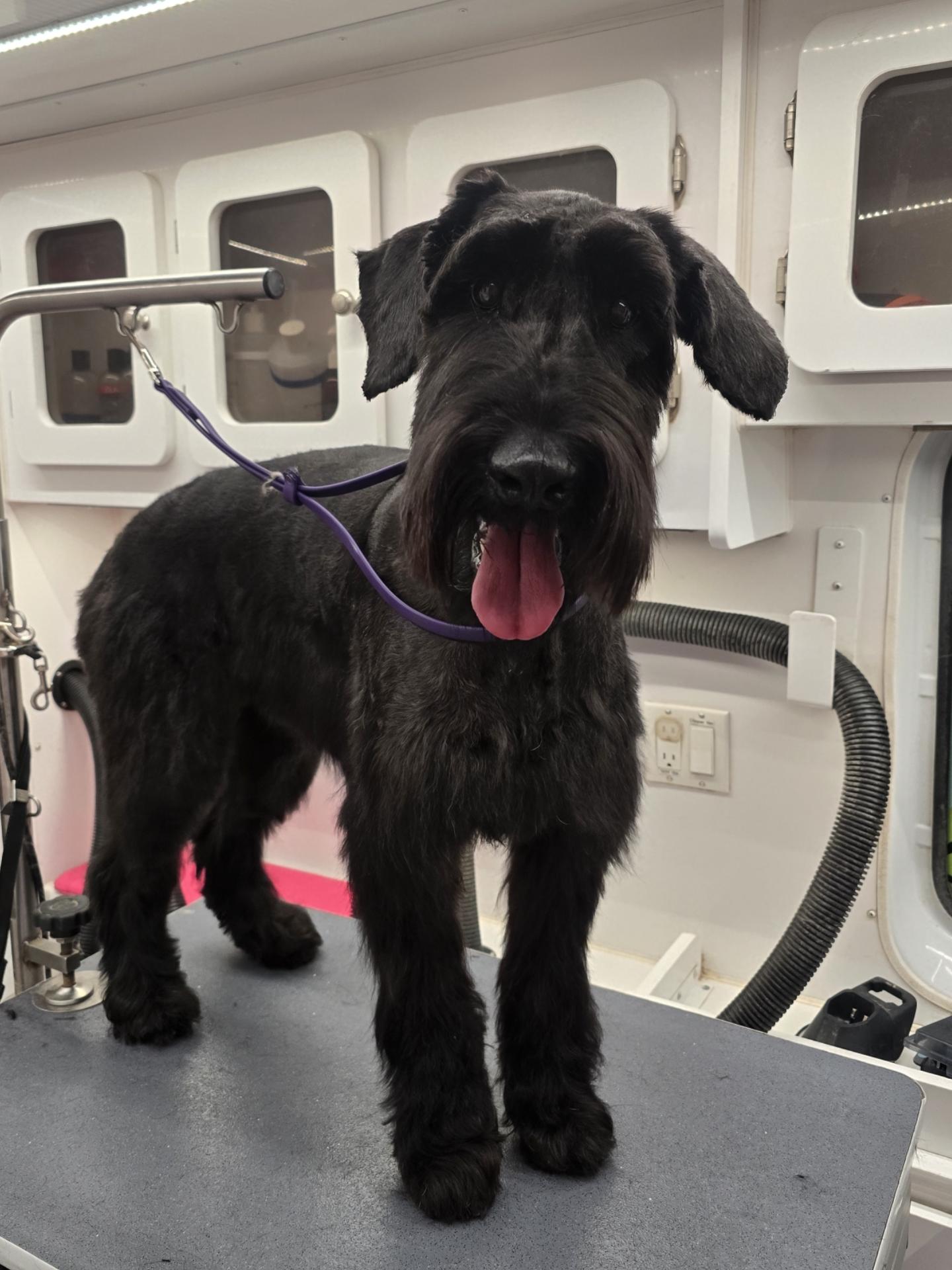 Black schnauzer freshly groomed